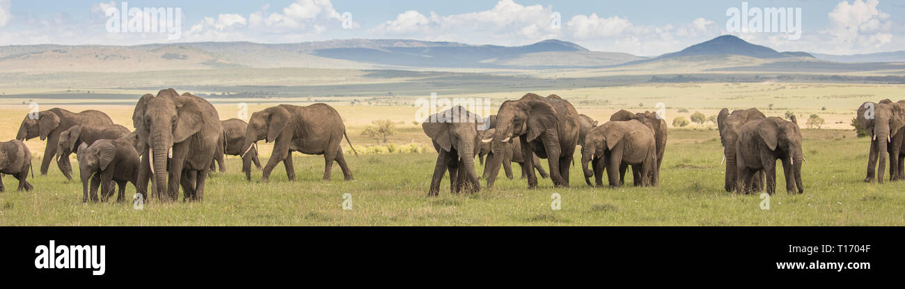 Sur l'éléphant le Masai Mara Banque D'Images