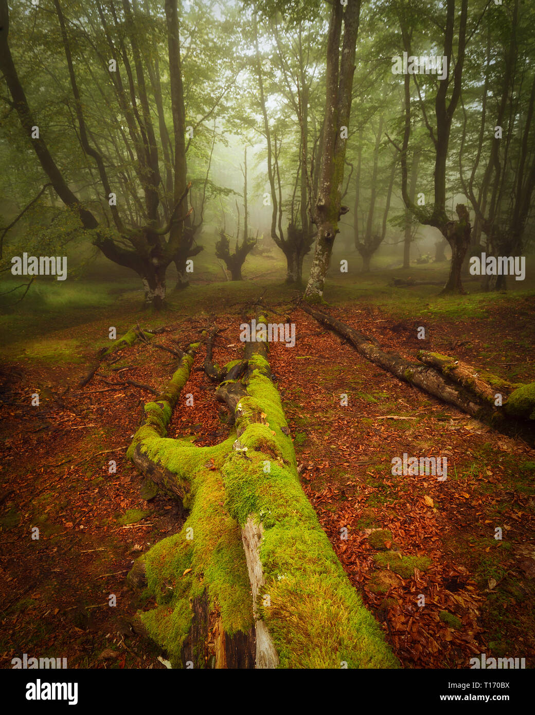 Forêt de hêtres en Parc Naturel Gorbea en Euskadi Banque D'Images