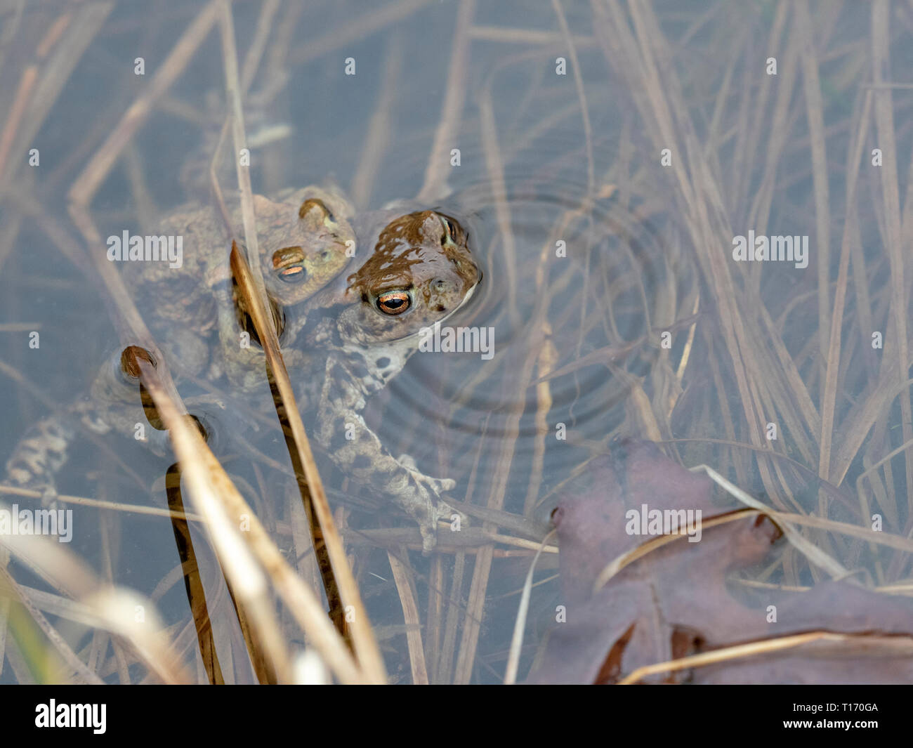 Paire de crapauds communs en amplexus, Ecosse, Royaume-Uni Banque D'Images
