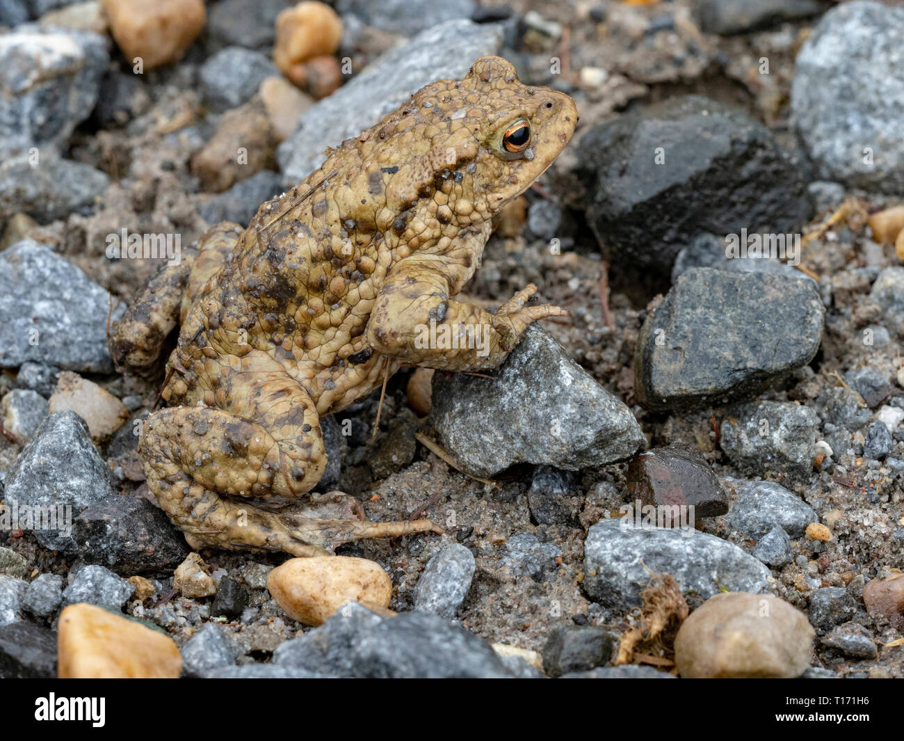 Crapaud commun traversant une route de campagne, Ecosse, Royaume-Uni Banque D'Images