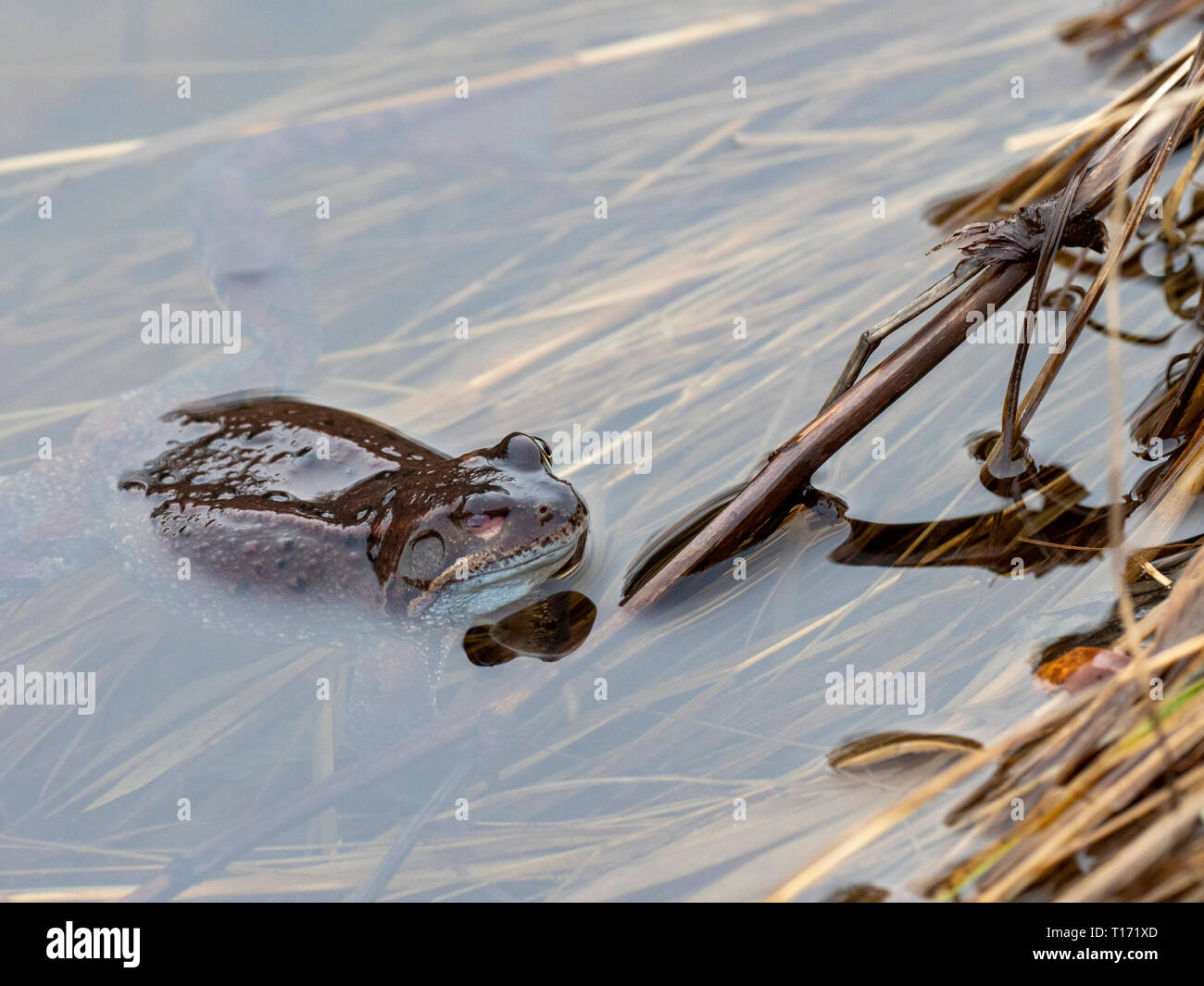 Crapaud commun dans un étang des bois, avec un œil infecté, UK Banque D'Images