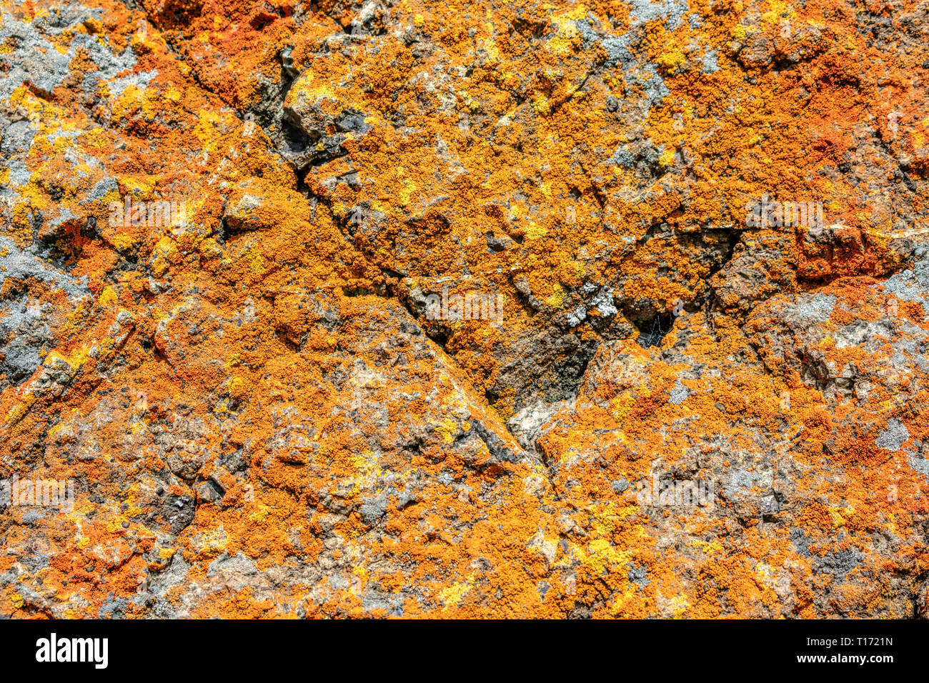 Close up. Rusty orange et jaune à la couleur lumineuse et dynamique sur croûte de lichen pousse sur gray rock. Banque D'Images
