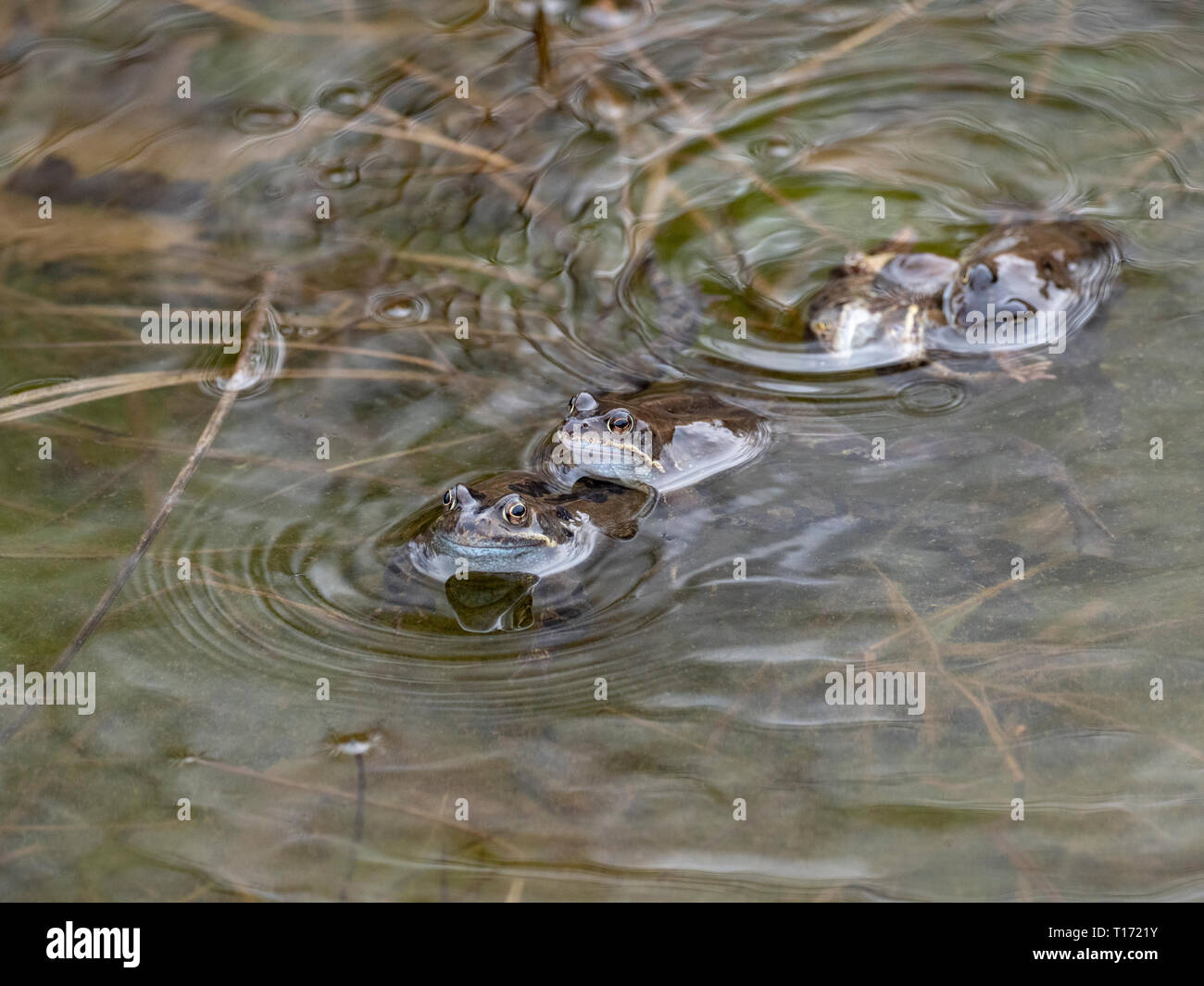 Les Crapauds communs dans un étang, UK Banque D'Images