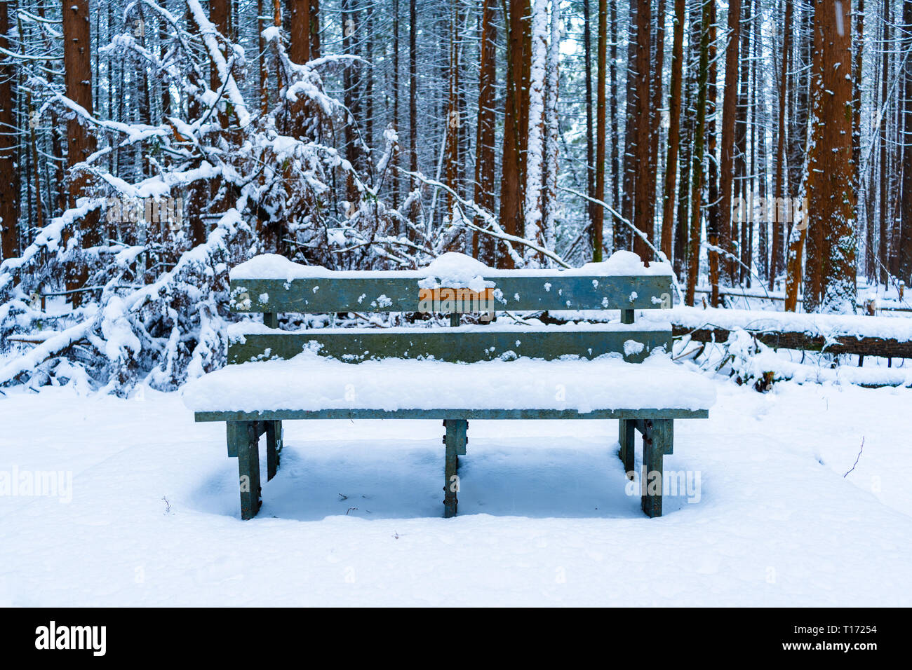 Banc en bois dans une forêt couverte de neige en après une tempête de neige, avec des arbres à feuilles persistantes et de moelleux de la neige dans l'arrière-plan. Brown de troncs d'arbre, banc turquoise. Banque D'Images