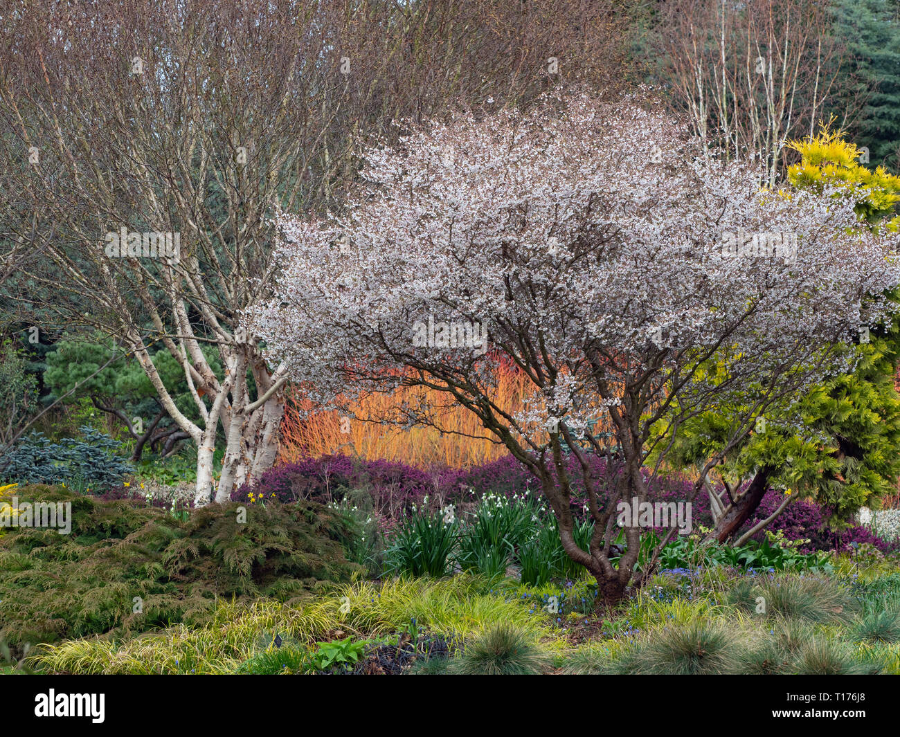 Fuji cherry Prunus incisa en fleurs au début du printemps à Bressingham gardens Norfolk Banque D'Images