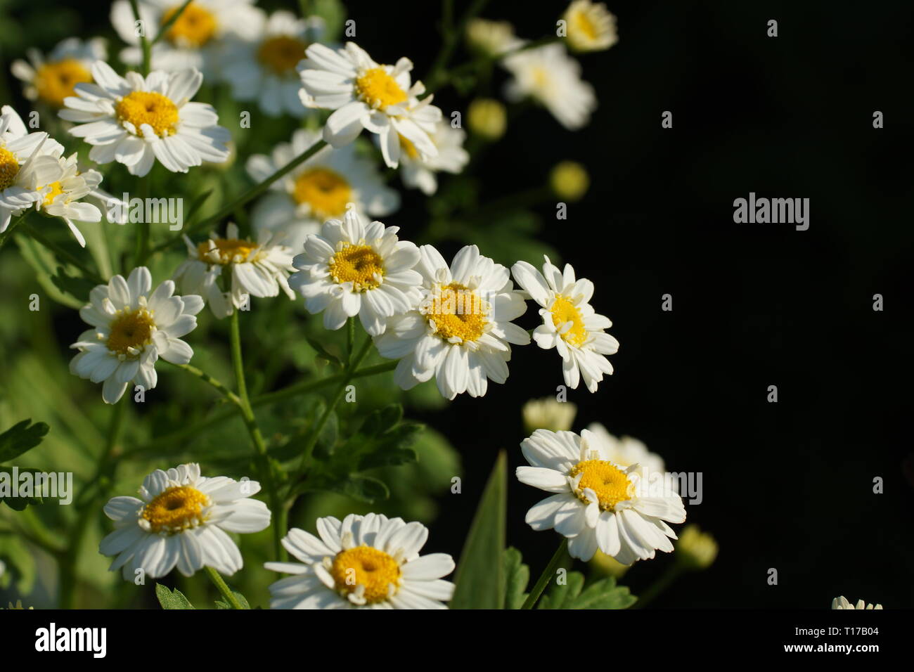 Le pyrèthre (Chrysanthemum Tanacetum) ou qui sont cultivées comme plantes ornementales pour leurs fleurs voyantes. Banque D'Images