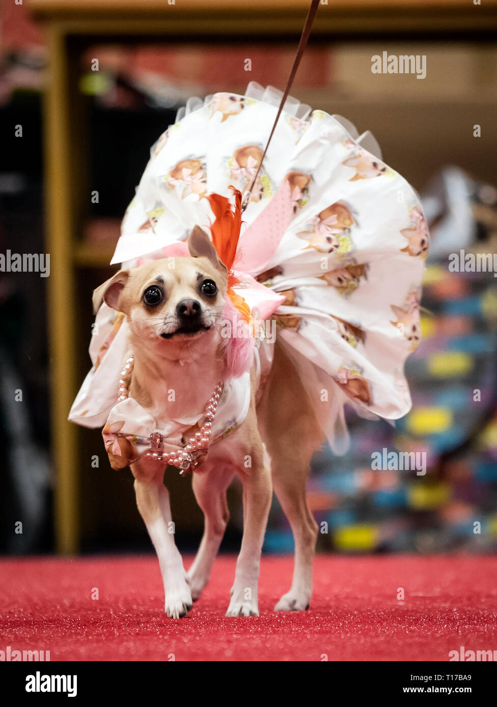 Au cours de l'un chihuahua chien Furbabies pageant en Wetherby. Banque D'Images