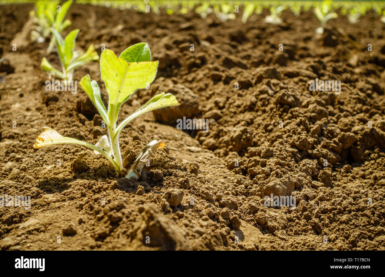 Choux de tabac fraîchement plantés sur le terrain dans le centre du Kentucky Banque D'Images