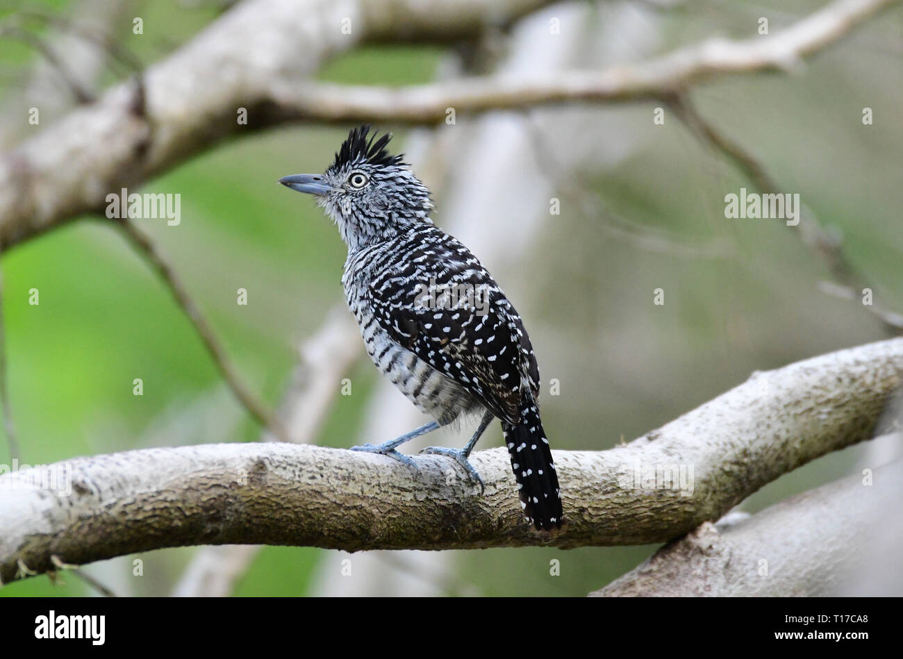 Belle Prescription (Thamnophilus doliatus Antshrike) mâle sur une branche d'arbre Banque D'Images