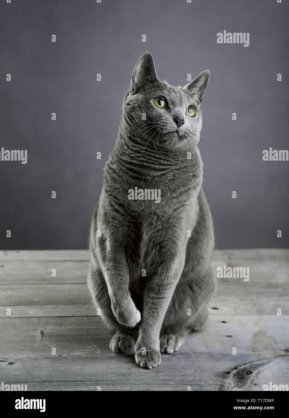 Studio Portrait d'un chat bleu russe Banque D'Images