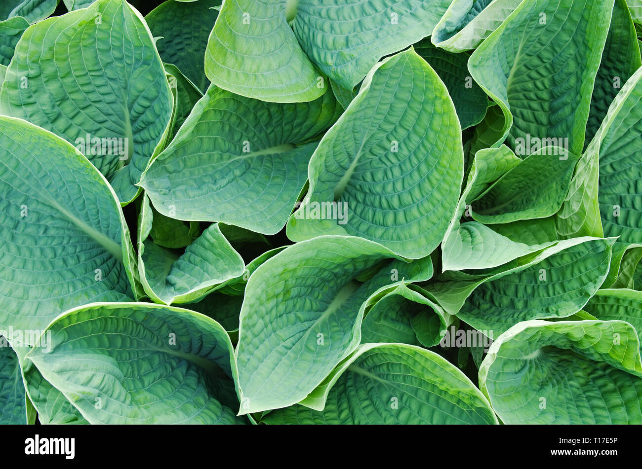 Déploiement de feuillage de printemps Hosta Sieboldiana elegans de plus en UK jardin. Banque D'Images