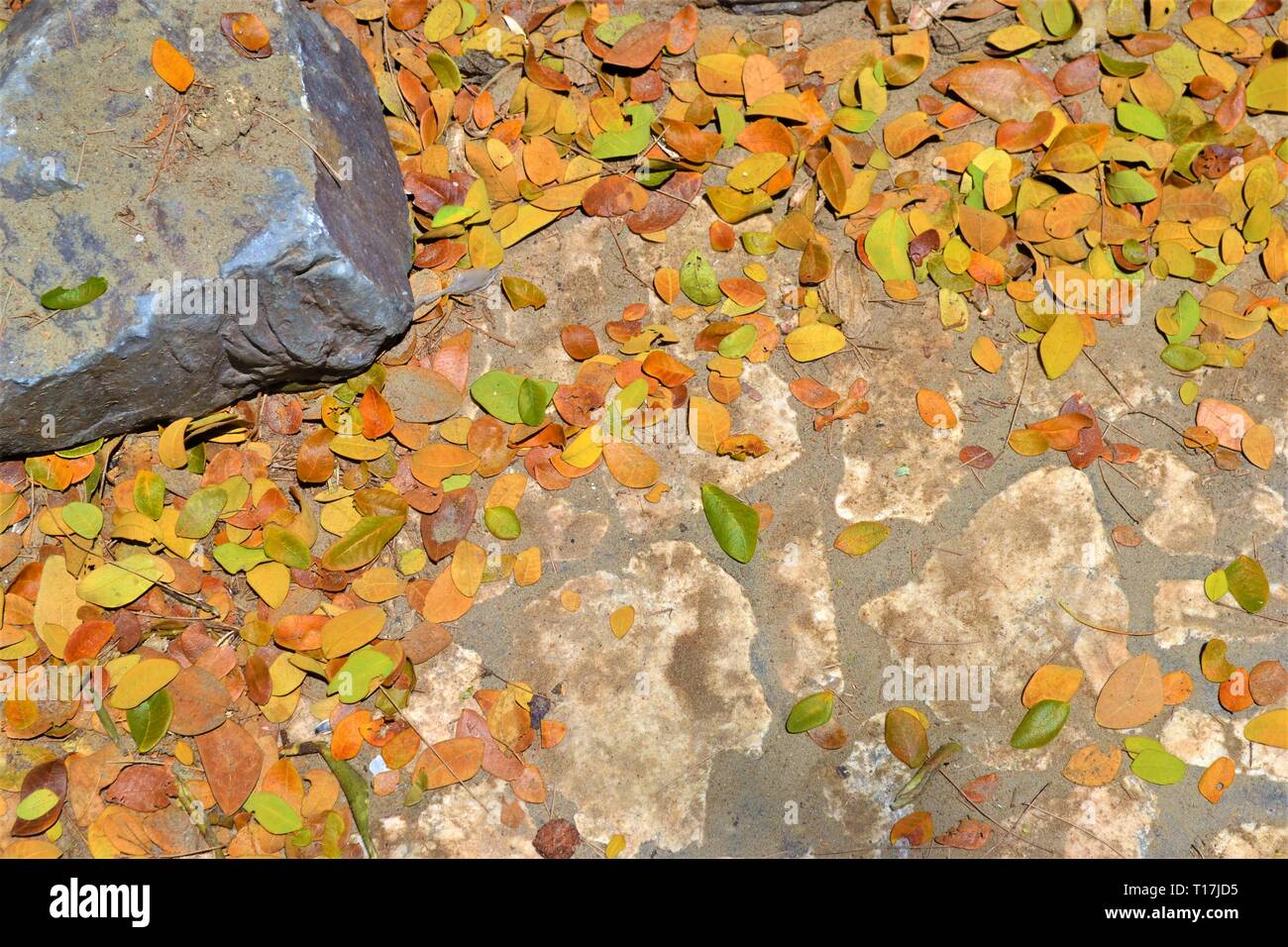 Pierre béton avec des feuilles mortes, texture background. Banque D'Images