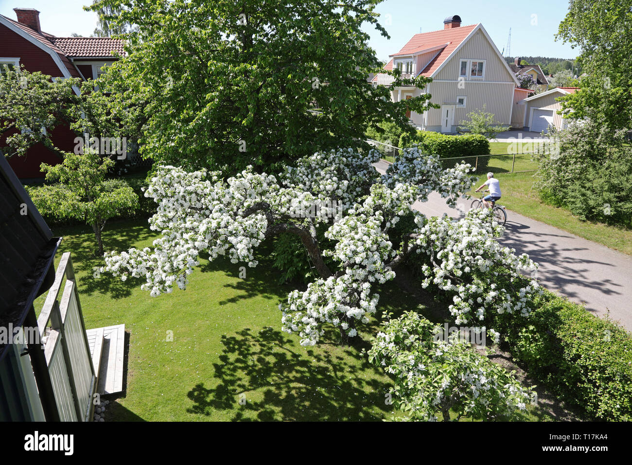 20180520 MOTALA un pommier à fleurs. Jeppe Photo Gustafsson Banque D'Images