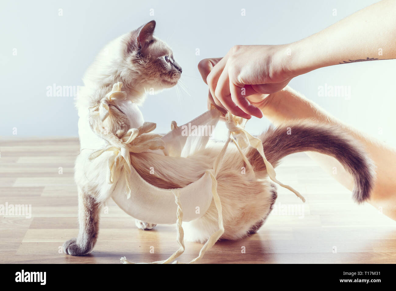 Le Propriétaire retire le pansement postopératoire avec un chat Photo Stock  - Alamy