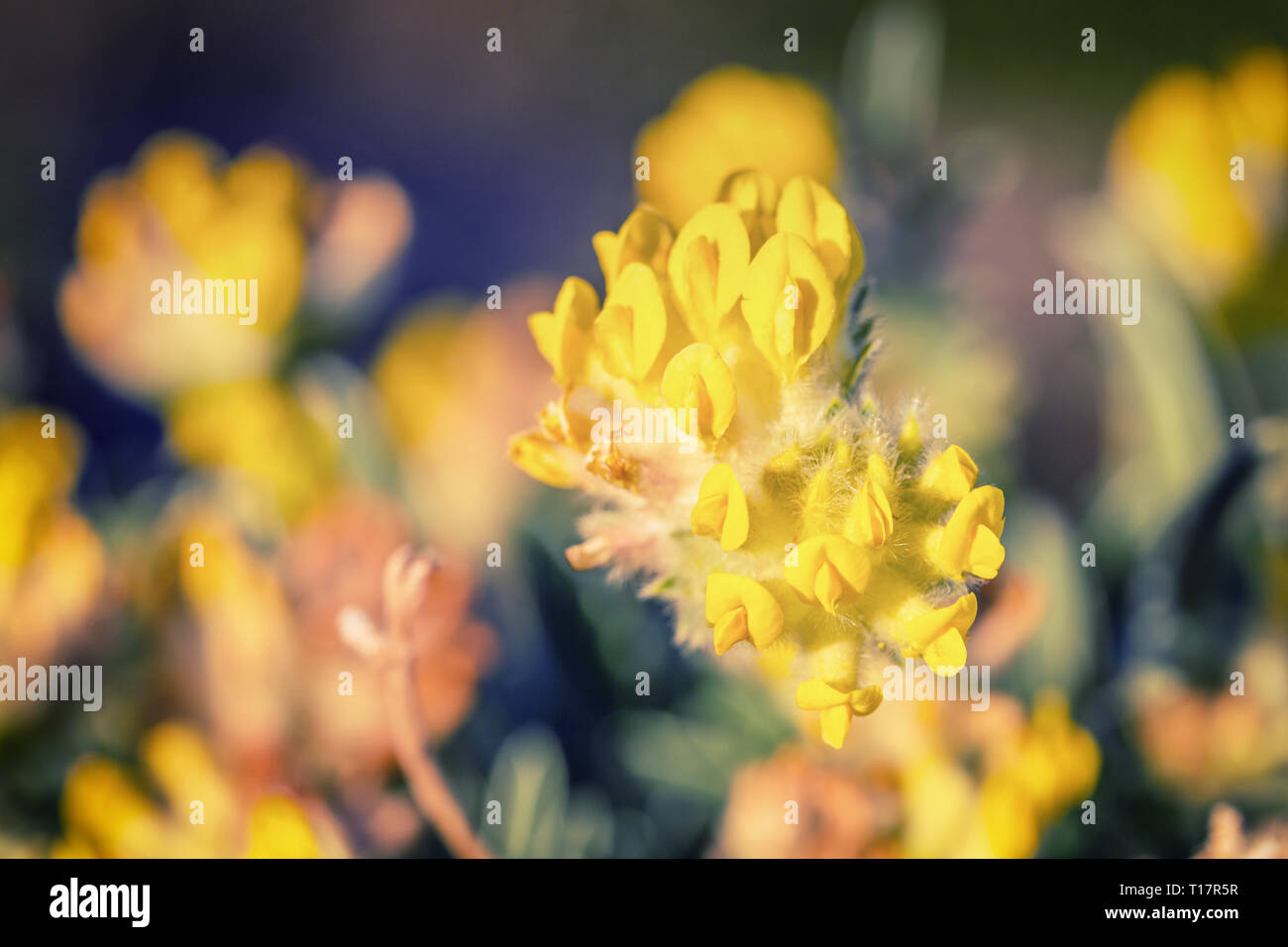 L'analyse macro de la vesce jaune fleurs côtières rein dans Pembrokeshire, Pays de Galles Banque D'Images