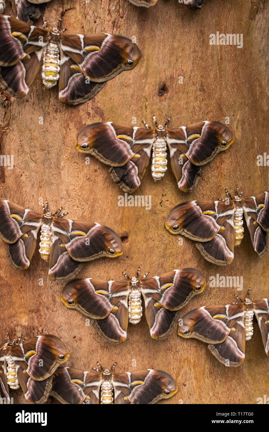 Silkmoths ira (Samia ricini), avec les ailes ouvertes, sur la surface en bois Banque D'Images