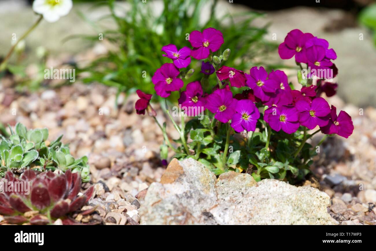 Aubrieta hybrida 'Regado Red' Banque D'Images