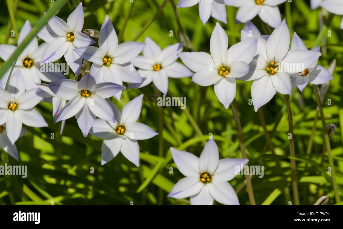 Ipheion uniflorum «White Star» (étoile du printemps) Banque D'Images