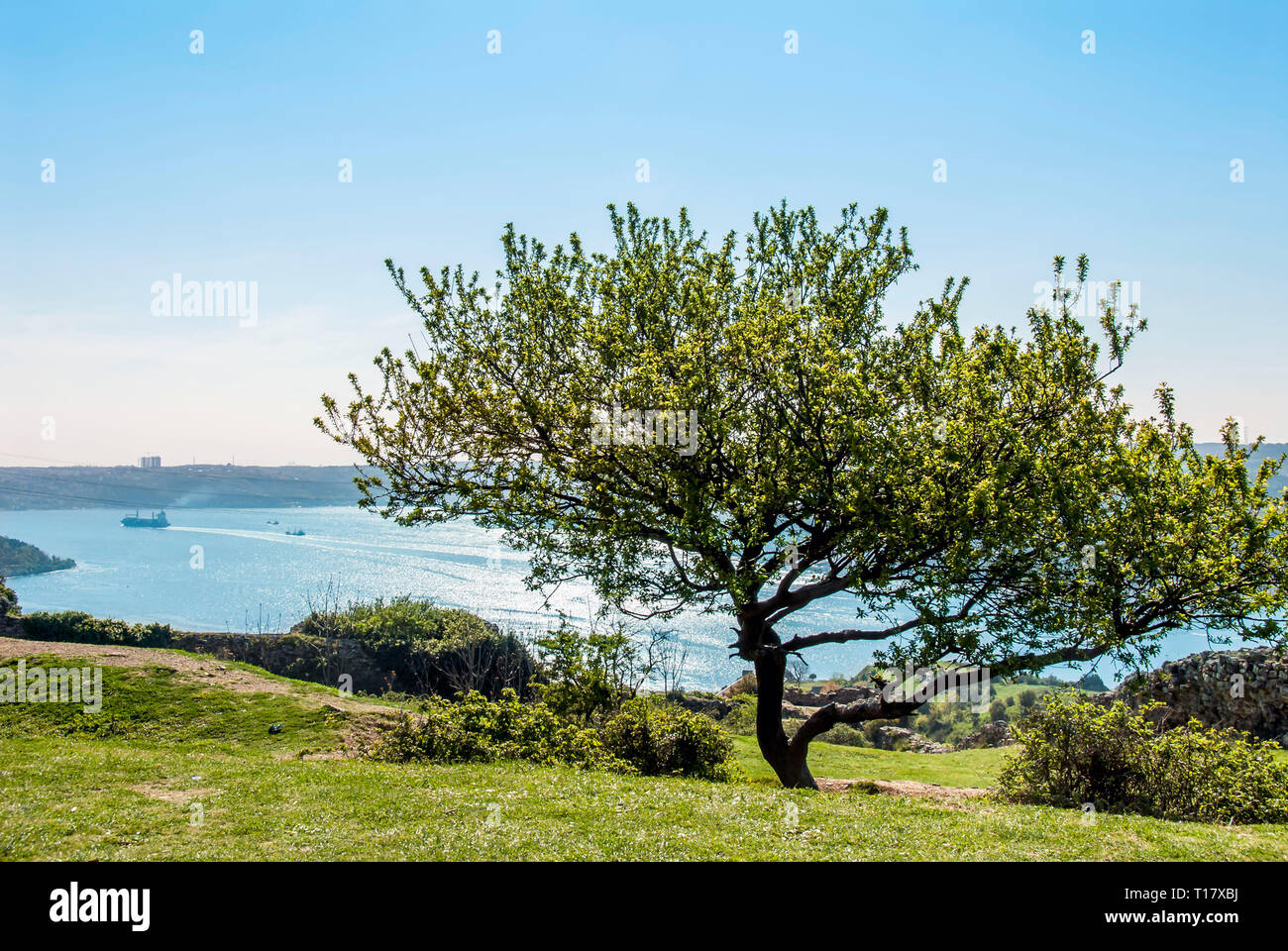 Istanbul, Turquie, 17 avril 2006 : Bosphore Anadolu Kavagi, arbre, à Yoros Castle Banque D'Images