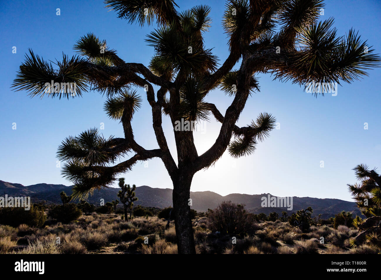 JOSHUA TREES (Yucca brevifolia engelm) en fin d'après-midi la lumière sur la route aux touches voir négliger - Joshua Tree National Park, Californie Banque D'Images