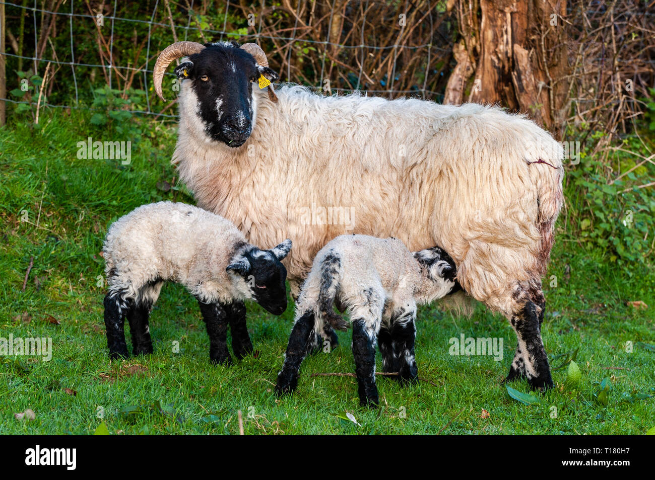 Durrus, West Cork, Irlande. Mar 23, 2019. Un mouton et ses deux nouveaux nés agneaux profiter du soleil dans un champ près de Durrus. La journée sera ensoleillée, avec des températures maximales de 10° Celsius. Credit : Andy Gibson/Alamy Live News Banque D'Images
