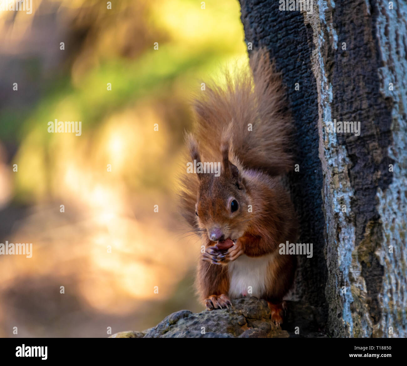 Poole, Dorset. Le 24 mars 2019. Les photographes désireux d'essayer de prendre des photos de jeunes écureuils rouges sur l'île de Brownsea à Poole. L'un des rares endroits où l'Écureuil rouge natif peuvent être trouvés dans la nature. Crédit : Thomas Faull/Alamy Live News Banque D'Images