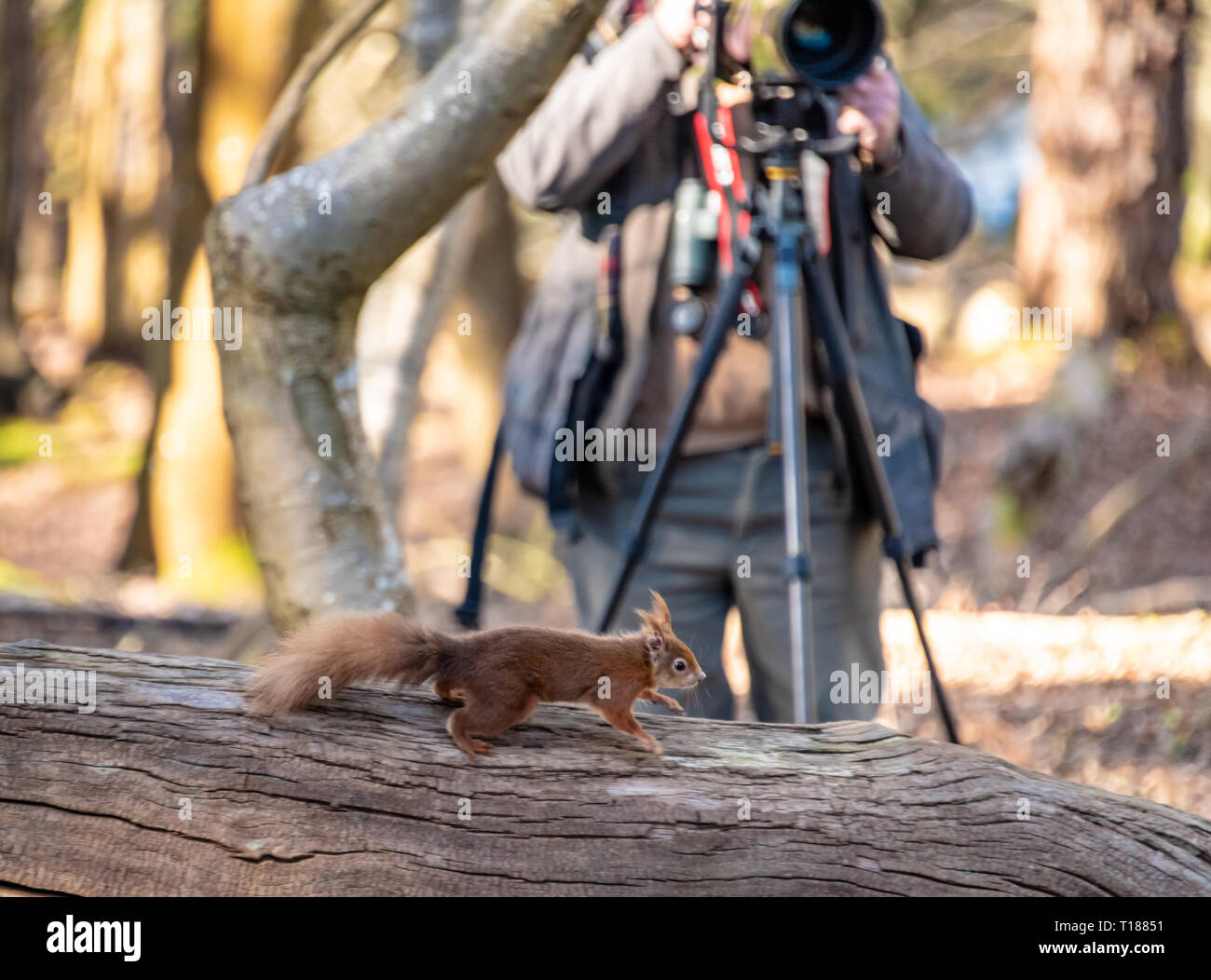 Poole, Dorset. Le 24 mars 2019. Les photographes désireux d'essayer de prendre des photos de jeunes écureuils rouges sur l'île de Brownsea à Poole. L'un des rares endroits où l'Écureuil rouge natif peuvent être trouvés dans la nature. Crédit : Thomas Faull/Alamy Live News Banque D'Images