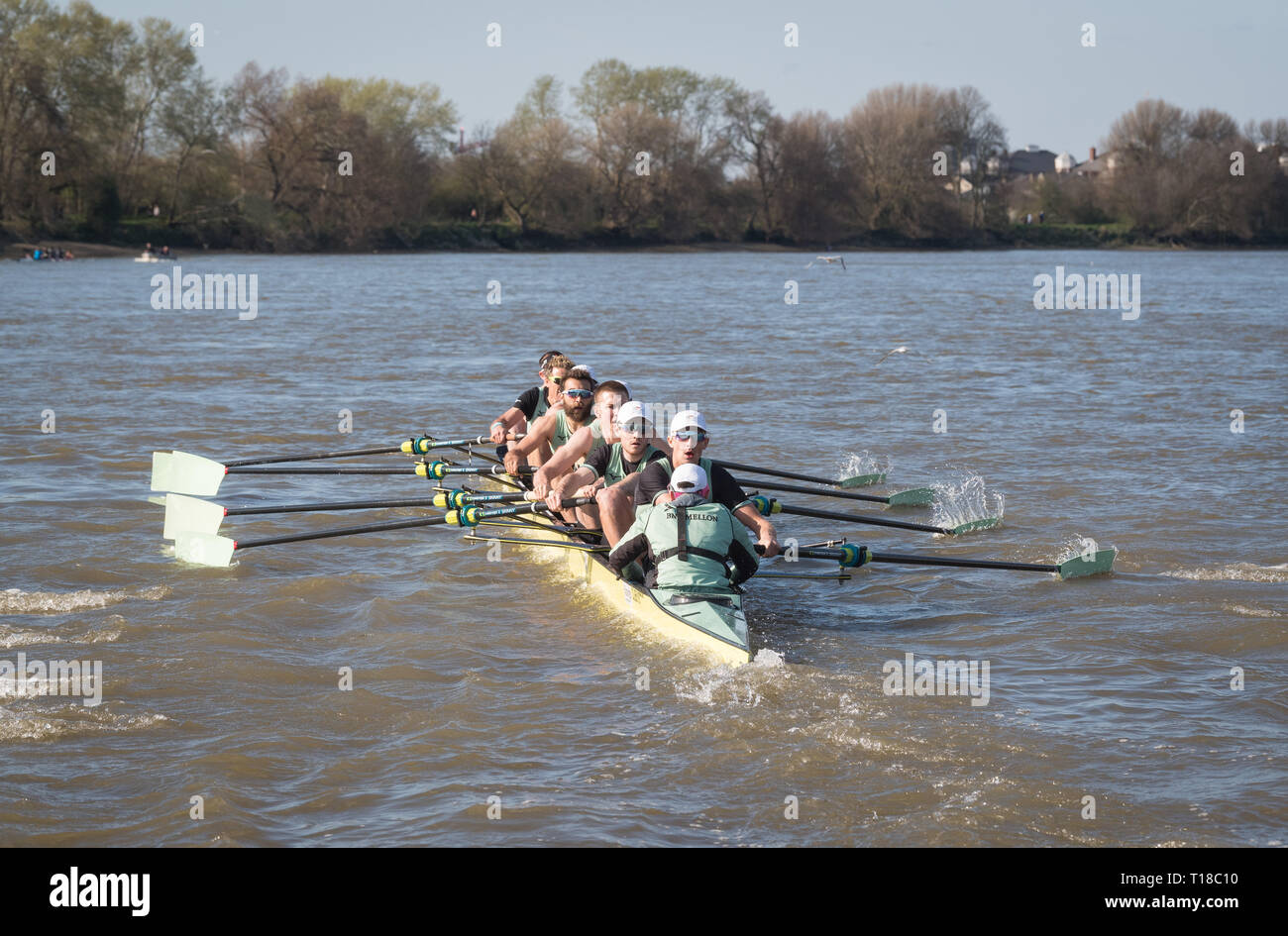 Londres, Royaume-Uni. 24Th Mar, 2019. 24 mars 2019. Boat Race. CUBC contre Oxford Brookes. En tant que préparation aux courses de bateaux, l'Oxford et Cambridge clubs participent à un certain nombre de matchs contre d'autres clubs, l'aviron même Tideway cours comme utilisé pour la course de bateau. Liste d'équipage CUBC (chemises bleu clair) :- CP : Natan Wegrzycki-Szymczyk, 7 : Freddie Davidson, 6 : Sam 5 : Callum Hookway, Sullivan, 4 : Dara Alizadeh, 3 : Grant, Mme Bitler 2 : James Cracknell, Bow : Dave Bell, Cox : Matthew Holland Credit : Duncan Grove/Alamy Live News Banque D'Images