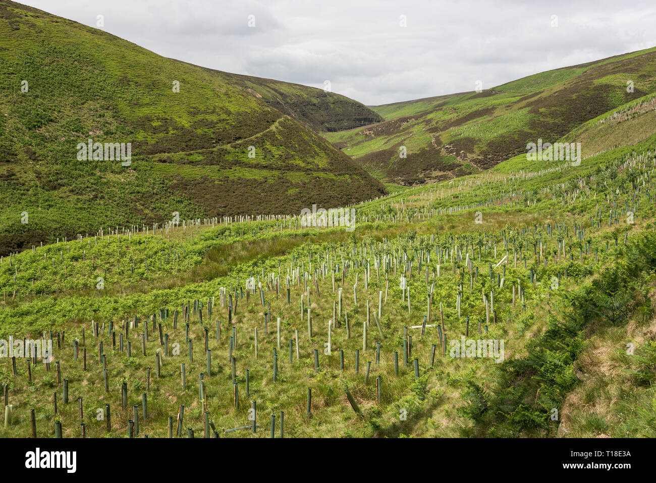 Masse d'arbres nouvellement plantés à Ashop Clough à côté du col de serpent, Derbyshire, Angleterre. Banque D'Images