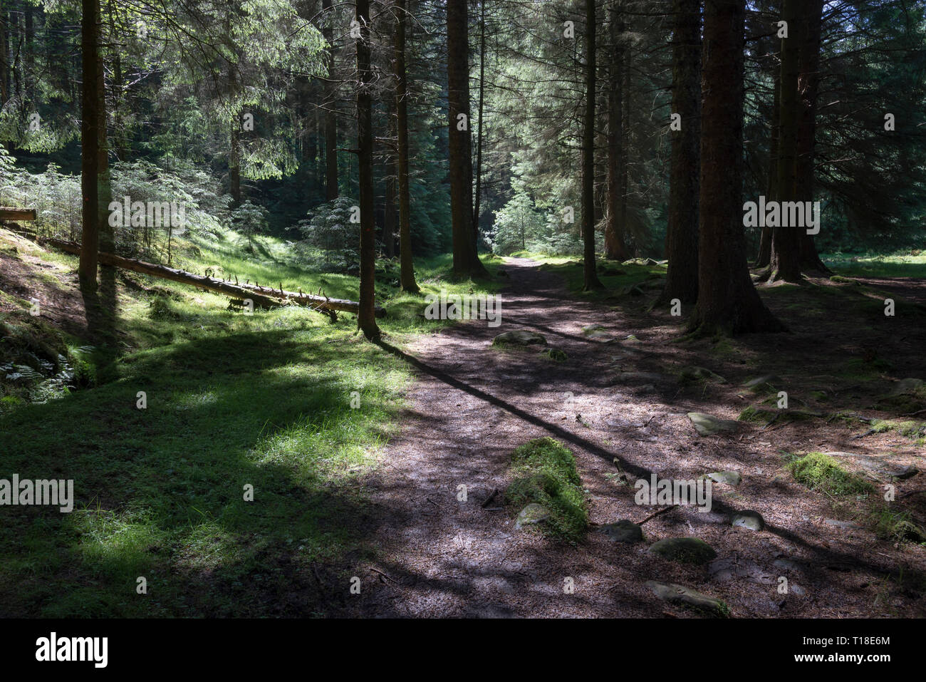 Sentier en forêt à côté de serpent serpent passent près de Glossop, Derbyshire, Angleterre. Banque D'Images Sentier en forêt à côté de serpent serpent passent près de Glossop, Derbyshire, Angleterre. Banque D'Images