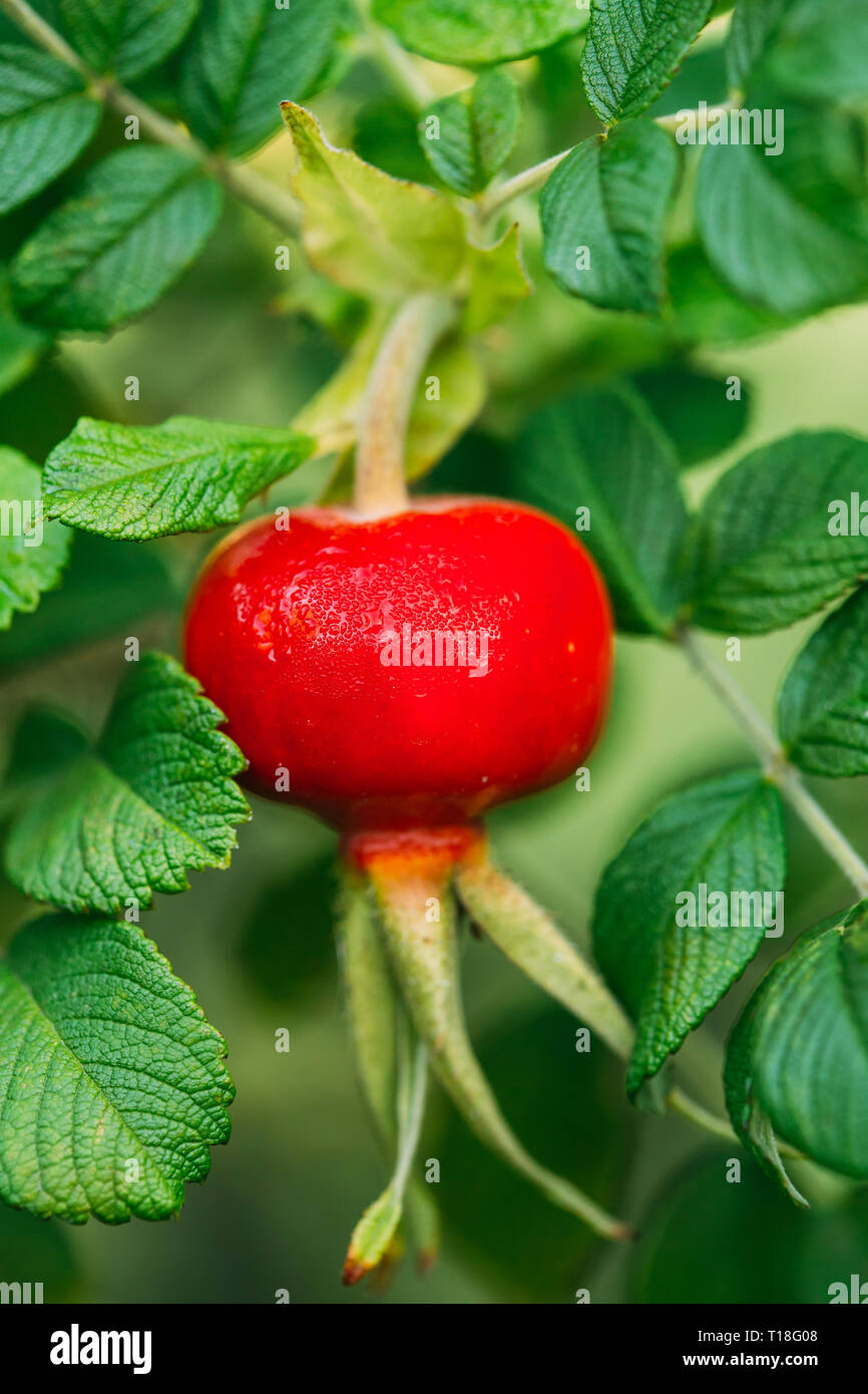 Rose rouge de la hanche ou de l'églantier, appelé aussi Rose Haw et Rose Hep, est accessoire Fruit de rosier Banque D'Images