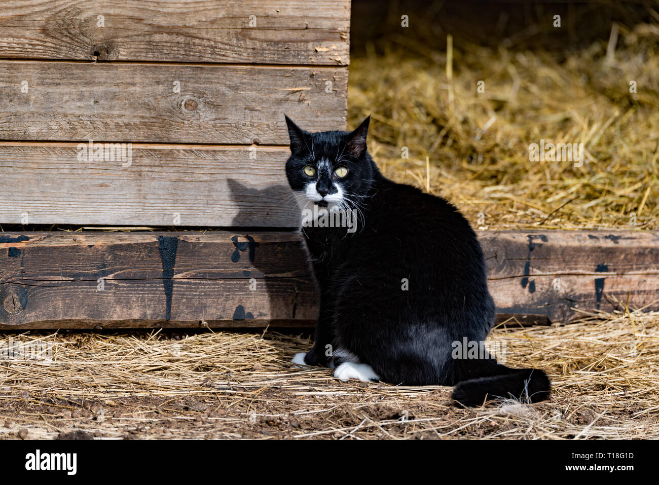 Mignon petit chat noir et blanc assis dehors près de pailles Banque D'Images