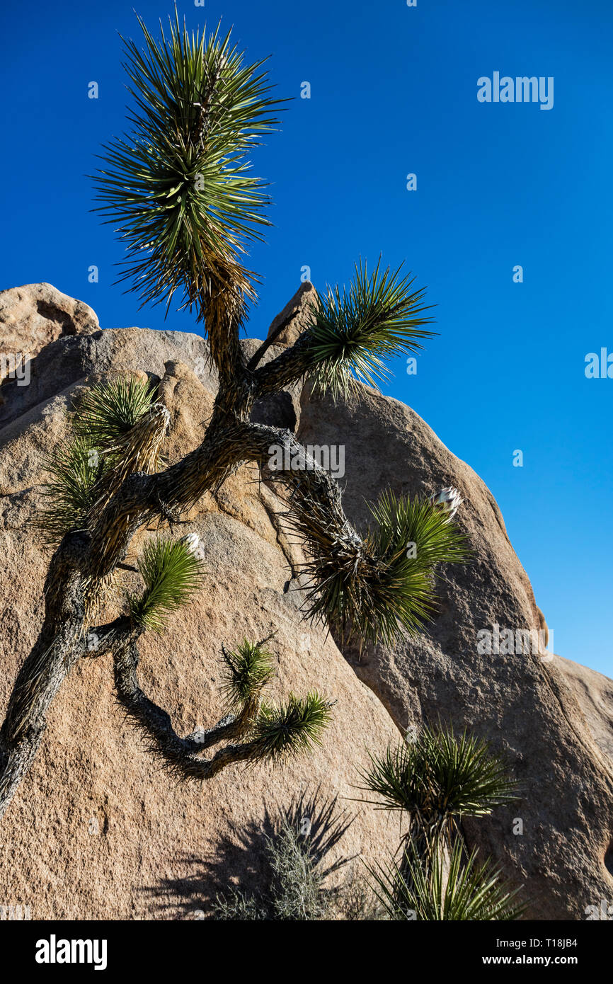 Un Joshua Tree (Yucca brevifolia engelm) - Joshua Tree National Park, Californie Banque D'Images