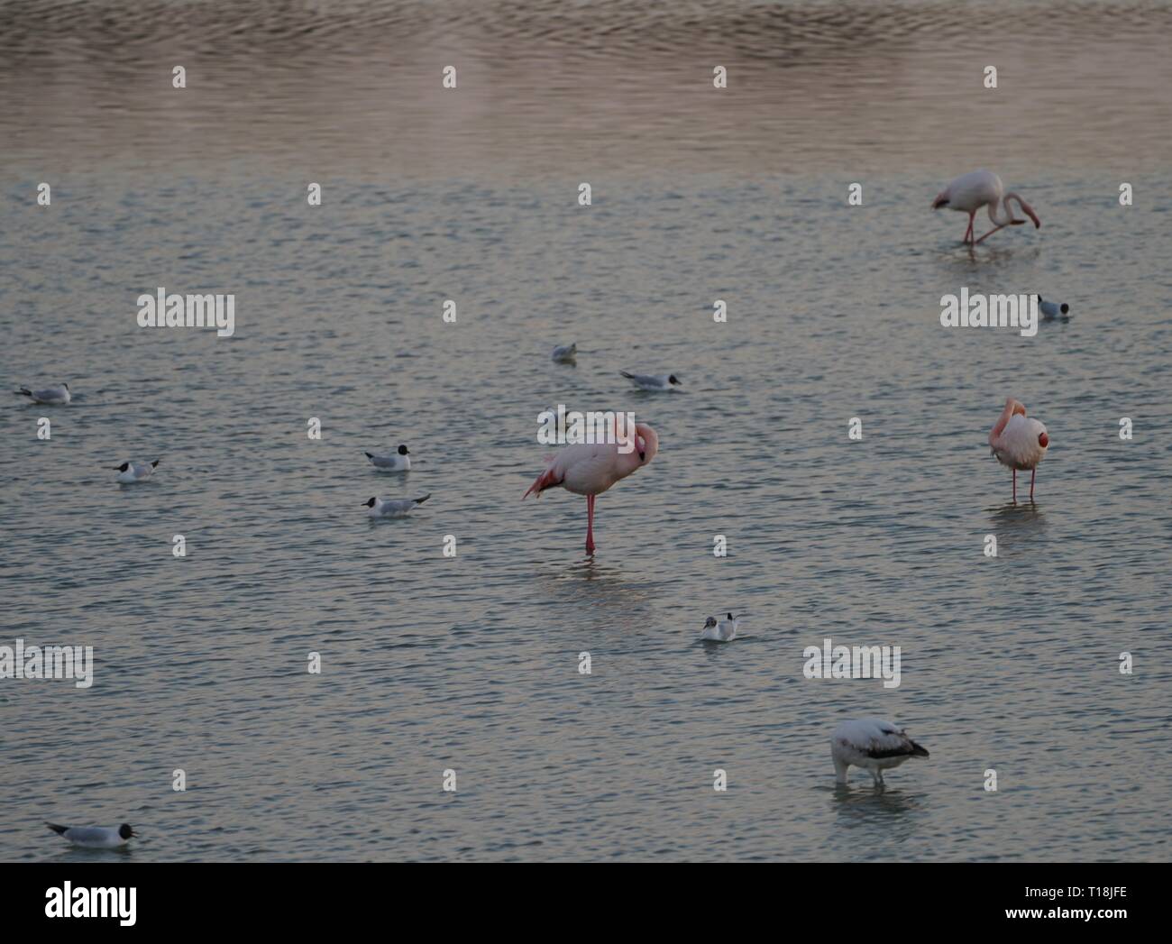 Flamant rose utiliser Chypre comme l'un des principaux passages migratoires. Parmi eux, 12 000 flamants roses (Phoenicopterus ruber) se nourrissent d'artémias. Banque D'Images