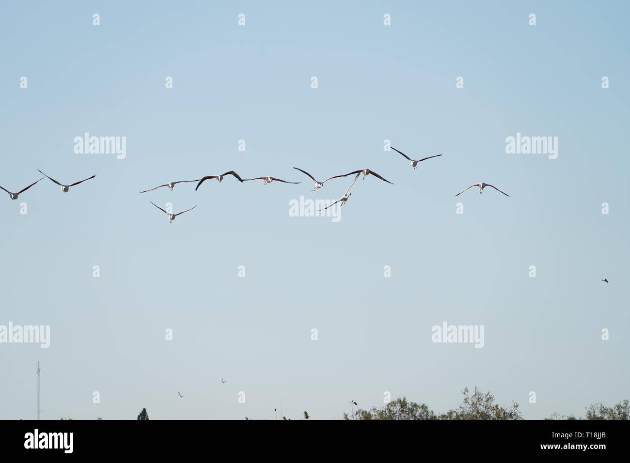 Flamant rose utiliser Chypre comme l'un des principaux passages migratoires. Parmi eux, 12 000 flamants roses (Phoenicopterus ruber) se nourrissent d'artémias. Banque D'Images