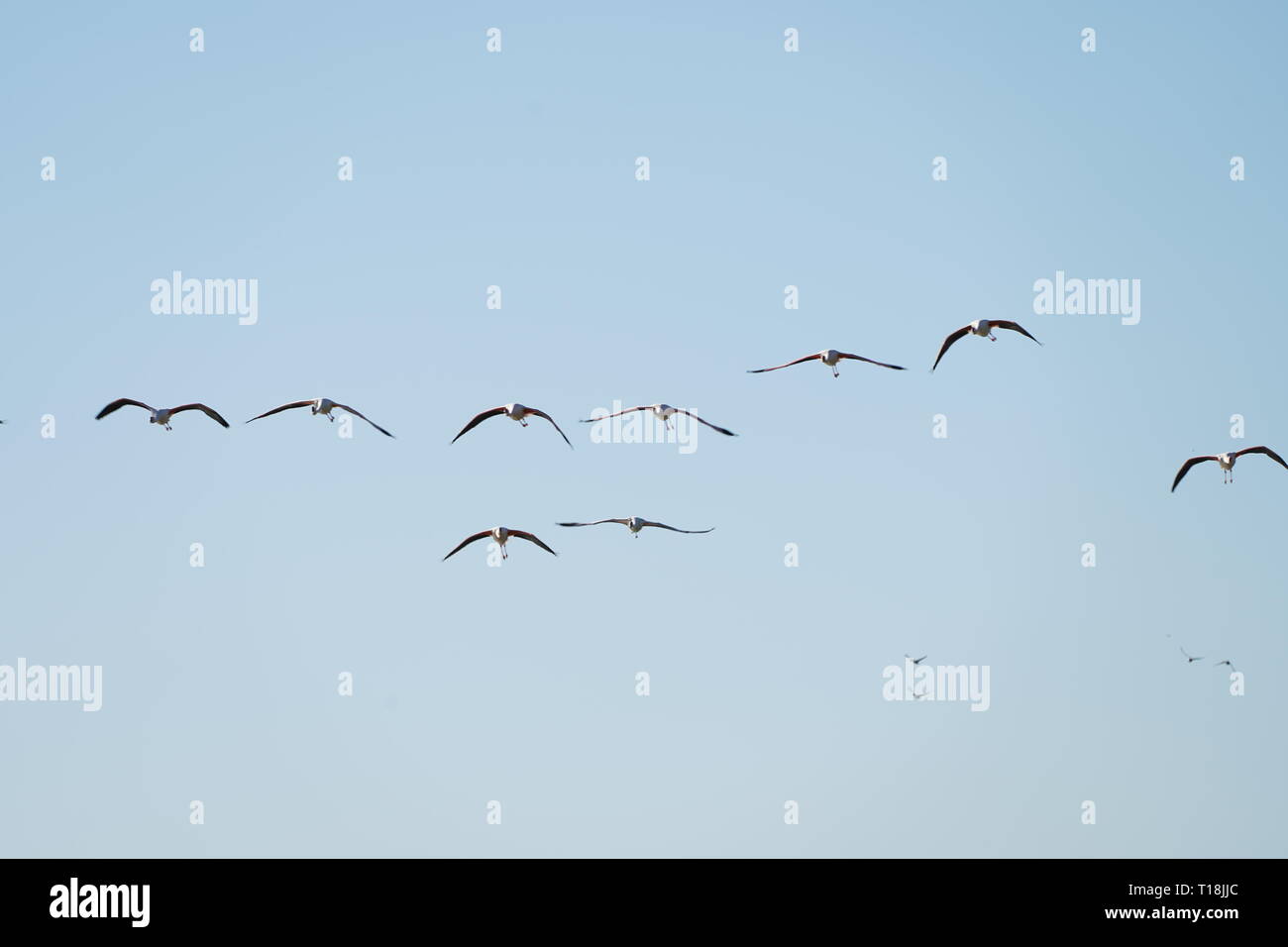 Flamant rose utiliser Chypre comme l'un des principaux passages migratoires. Parmi eux, 12 000 flamants roses (Phoenicopterus ruber) se nourrissent d'artémias. Banque D'Images