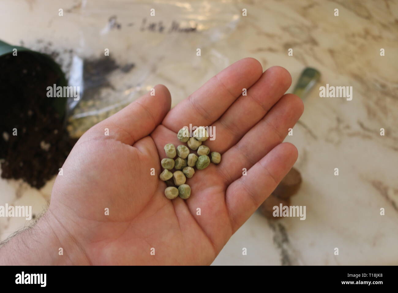 À partir de semences de pois et de l'équipement de jardinage photo. Heirloom variété de semences de pois en photo.. Banque D'Images