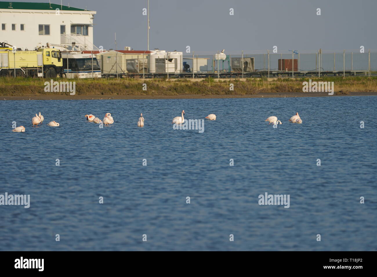 Flamant rose utiliser Chypre comme l'un des principaux passages migratoires. Parmi eux, 12 000 flamants roses (Phoenicopterus ruber) se nourrissent d'artémias. Banque D'Images