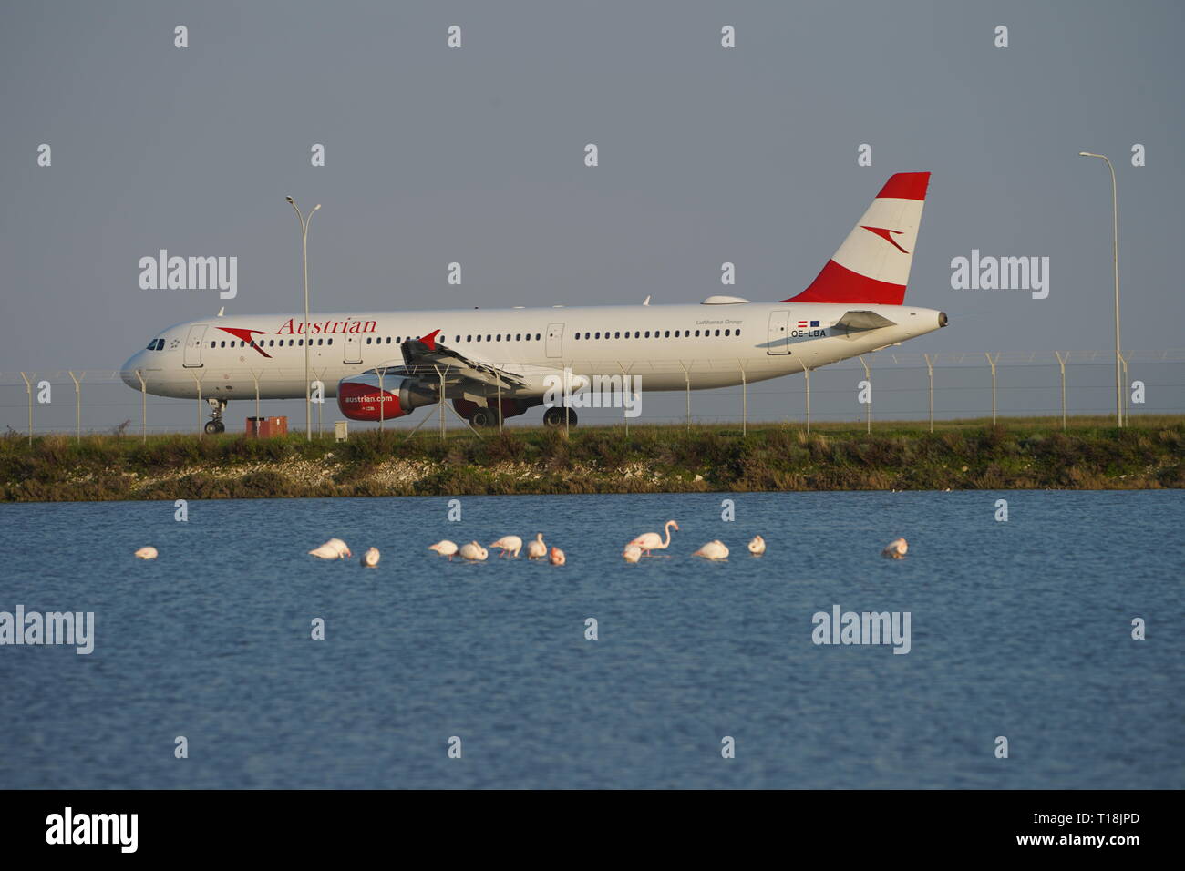 Flamant rose utiliser Chypre comme l'un des principaux passages migratoires. Parmi eux, 12 000 flamants roses (Phoenicopterus ruber) se nourrissent d'artémias. Banque D'Images