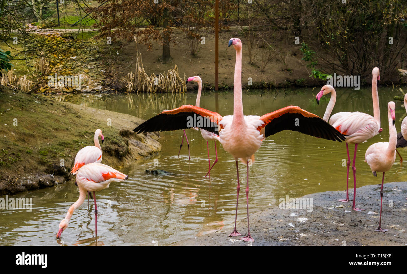 Flamant rose debout dans l'eau avec sa famille, ses ailes dépliage flamingo Banque D'Images