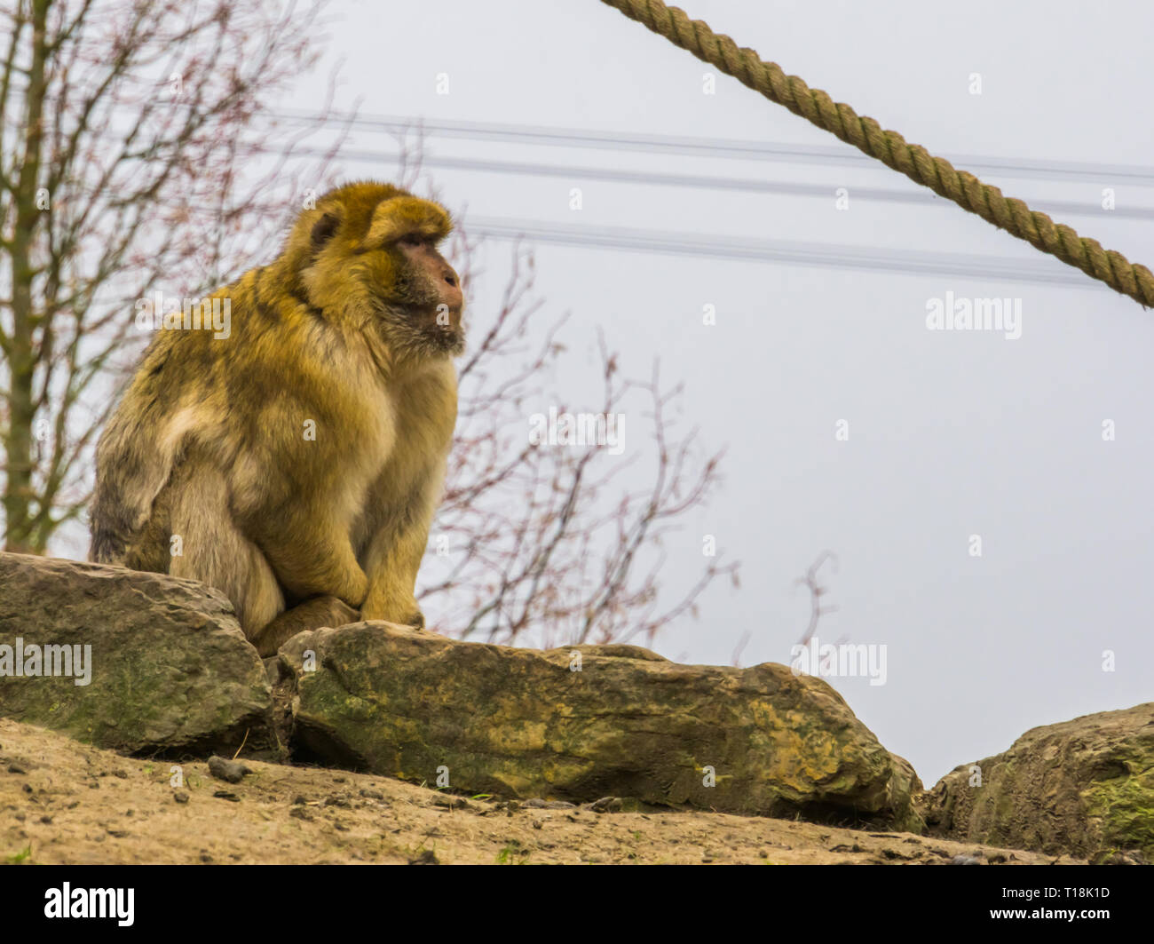 Macaque de barbarie, en voie de disparition de singes les montagnes du Maroc, Monkey Man Banque D'Images