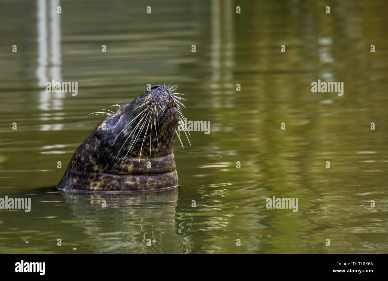 Gros plan de la face d'un sceau dans l'eau, les animaux de zoo populaire Banque D'Images