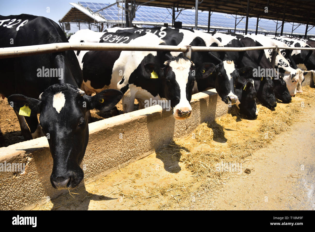 L'alimentation des vaches dans un kibboutz d'élevage de bétail. Le centre d'Israël. Banque D'Images