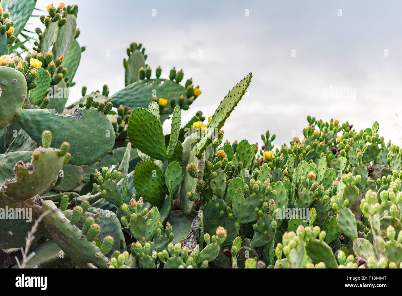 Le figuier de Barbarie (Opuntia) buissons sauvages à Chypre - Papoutsosika Banque D'Images