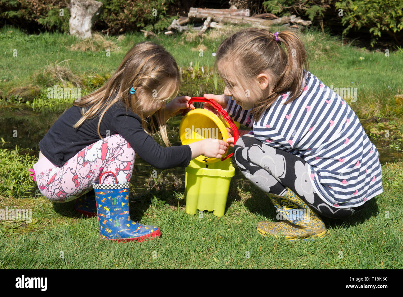 Deux jeunes filles trempant dans de l'étang de la faune jardin étang têtards dépose dans le godet, sœurs, trois et sept ans. UK. Mars. Banque D'Images