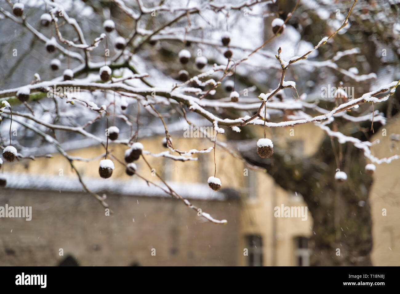 Branche d'un arbre avec des fruits secs et la neige, Bruxelles, Belgique Banque D'Images