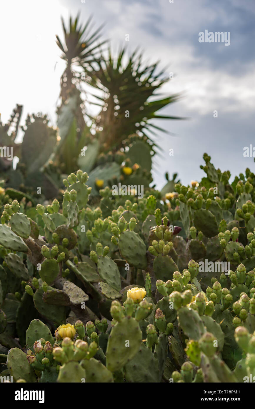 Le figuier de Barbarie (Opuntia) buissons sauvages à Chypre - Papoutsosika Banque D'Images