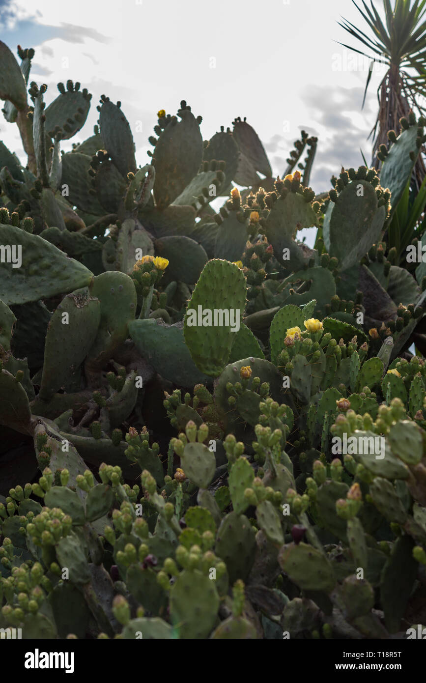 Le figuier de Barbarie (Opuntia) buissons sauvages à Chypre - Papoutsosika Banque D'Images