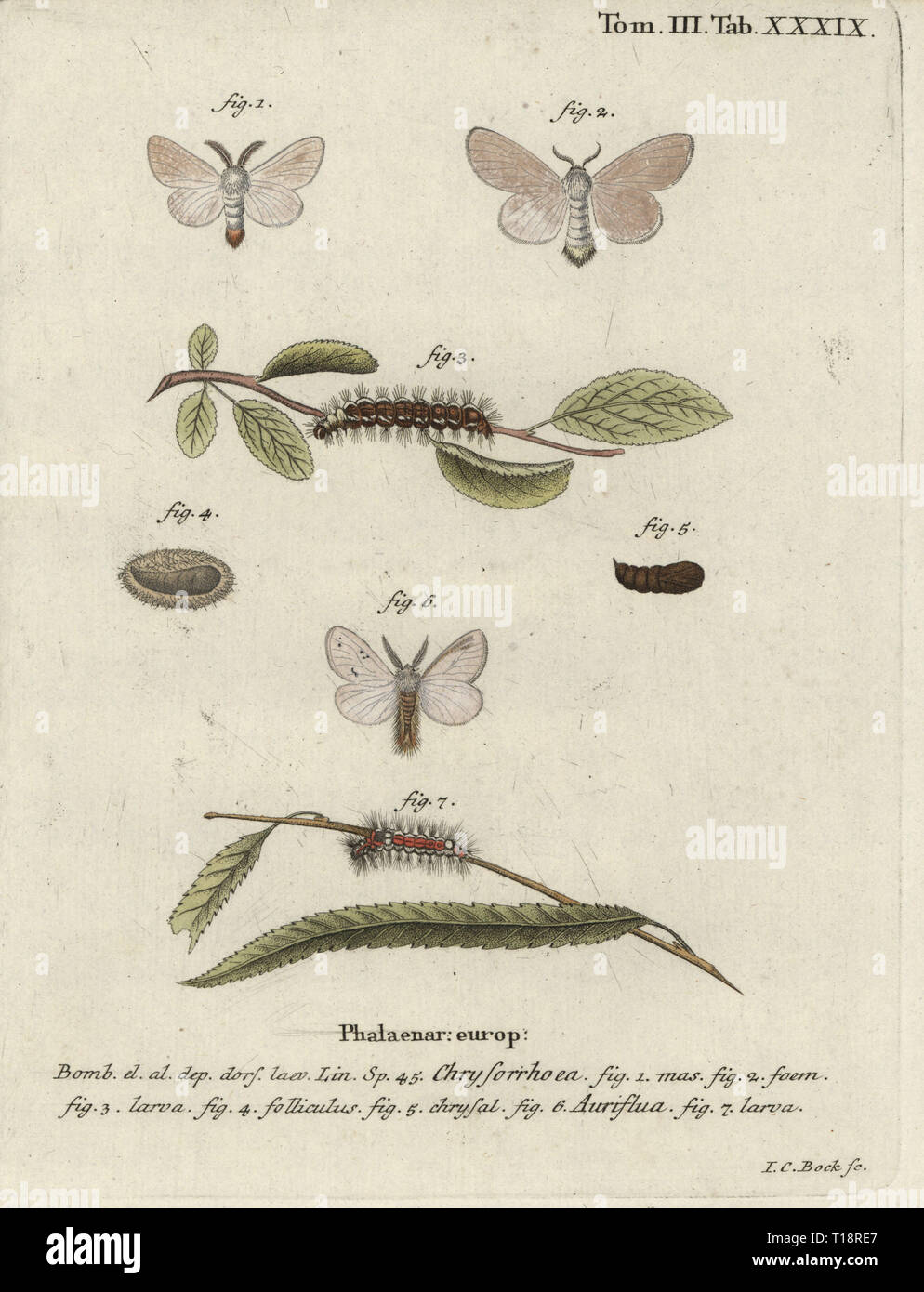 Brown-tail moth, Euproctis chrysorrhoea 1-7. Phalaena chrysorrhoea, Phalaena auriflua. Coloriée à la gravure sur cuivre de Johann Carl Bock de Eugenius Johann Christoph Esper's Die Schmetterlinge in Abbildungen nach der Natur, Erlangen, 1786. Banque D'Images