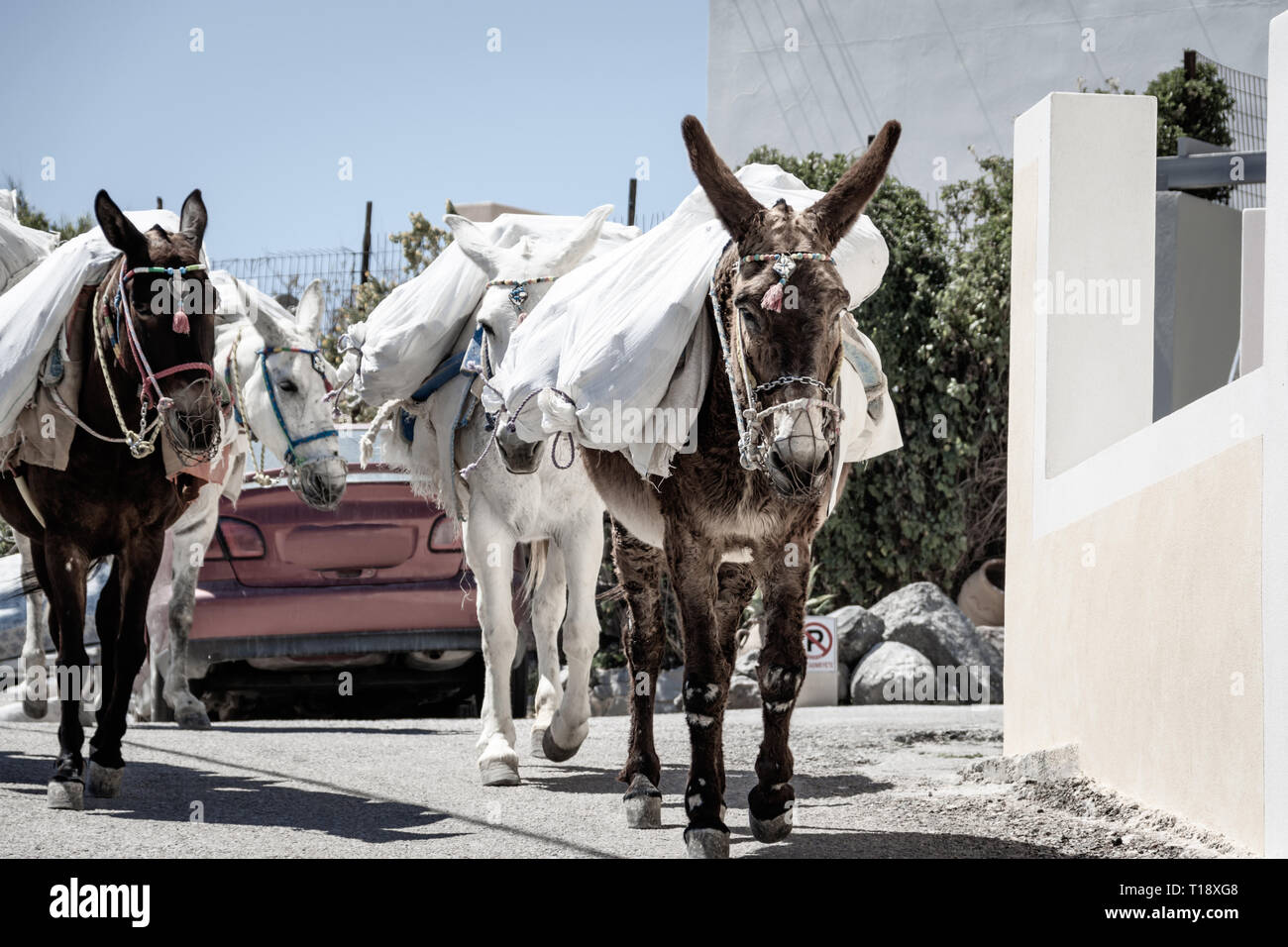 Les ânes transportent gracieusement des sacs à travers les rues sinueuses de la vieille ville sur l'île pittoresque de Santorin. Banque D'Images